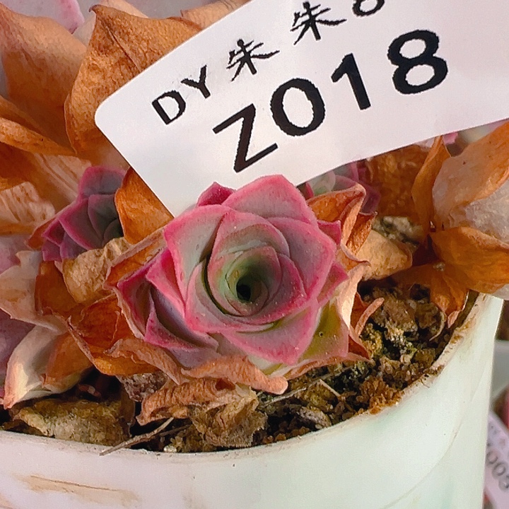 朱018。 梅萦侧芽。  