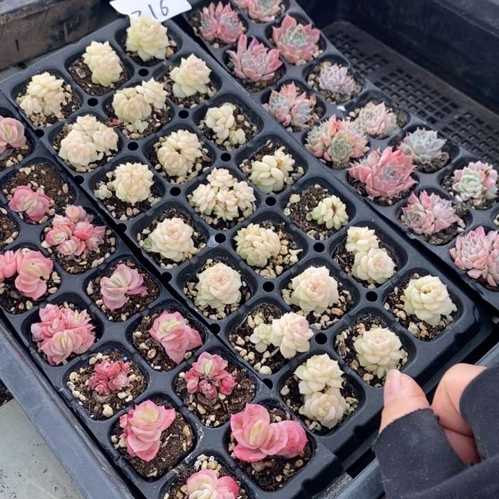 216 多肉植物盆栽花卉