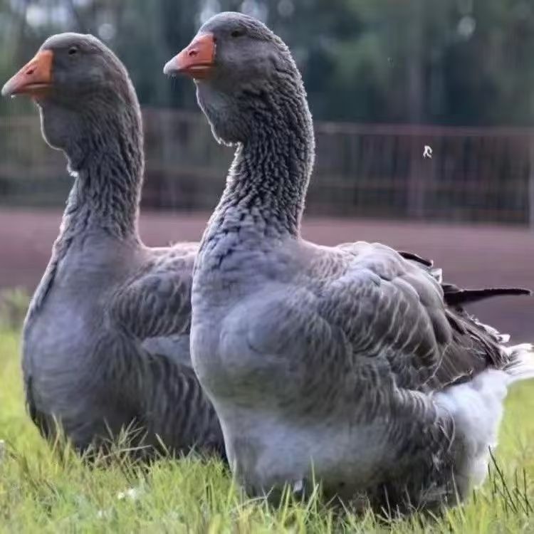 【一斤左右一只】图卢兹坦克鹅肉鹅 鲜嫩美味