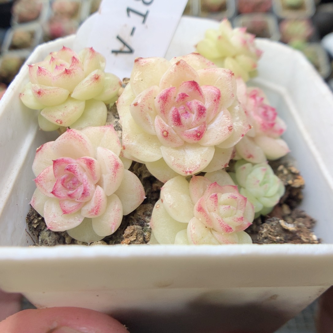 V181y y y y y y y y y y