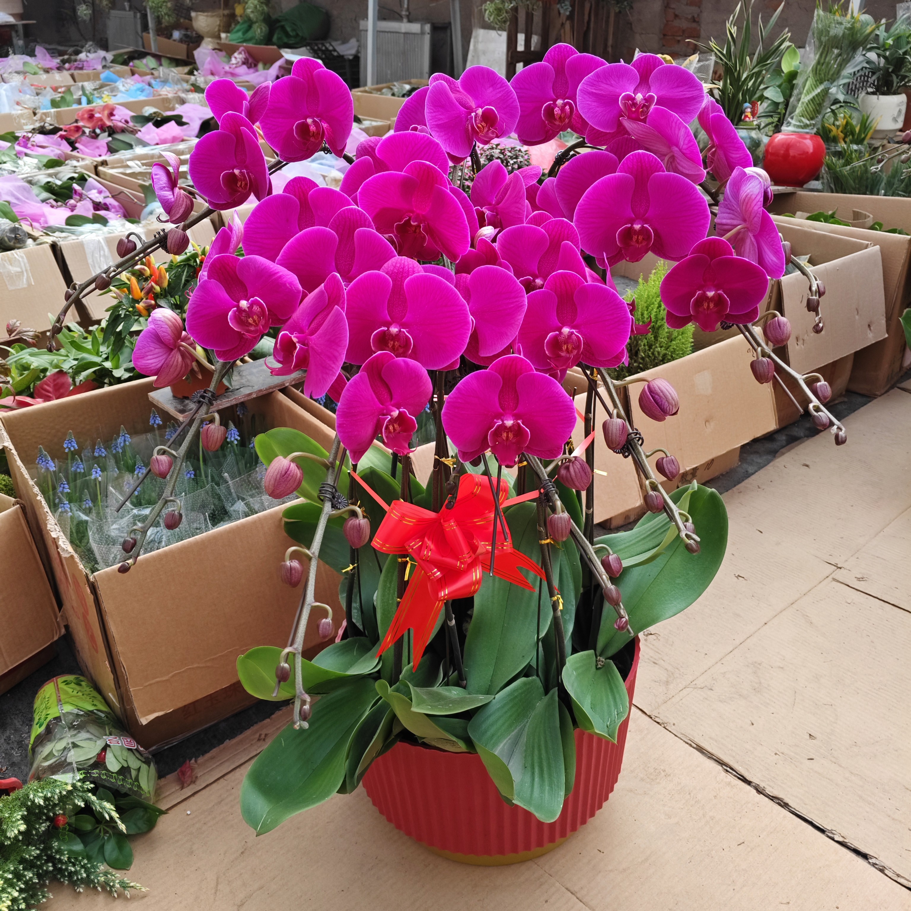 10颗大辣椒蝴蝶兰组合盆栽 紫红色蝴蝶兰+氧化镁花盆 高度70厘米左右年宵花