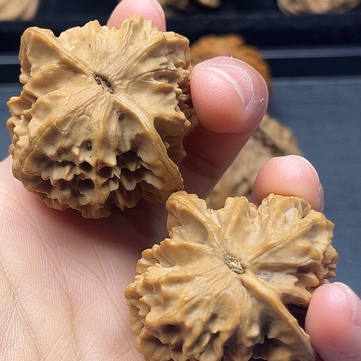 木质类秦岭突突突突突突突突