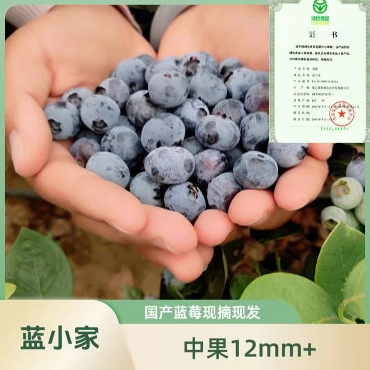 新人福利蓝莓现摘现发脆甜多汁12mm+顺丰冷链LL100克每盒新鲜江苏省