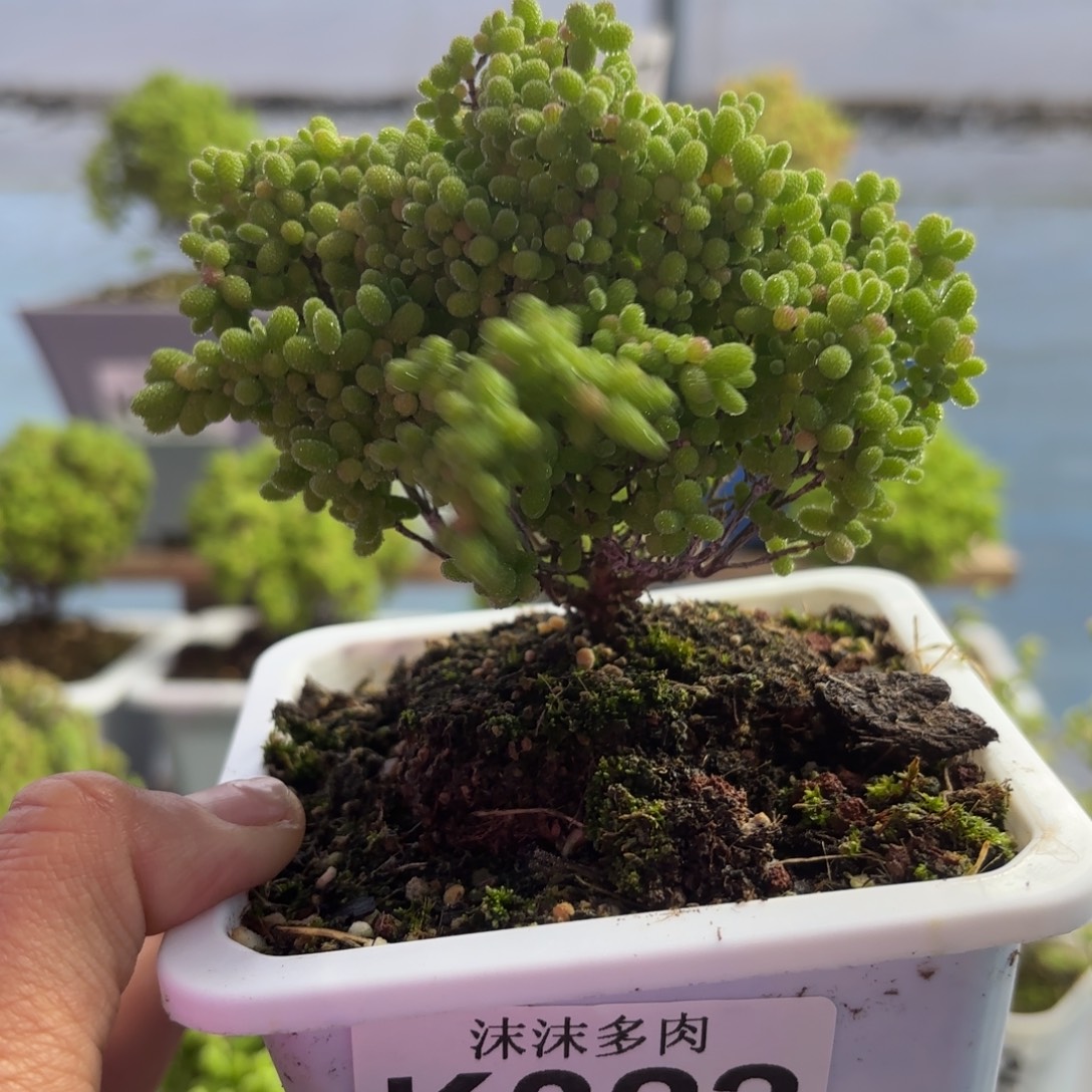 322蜜橘糖啊下播福利