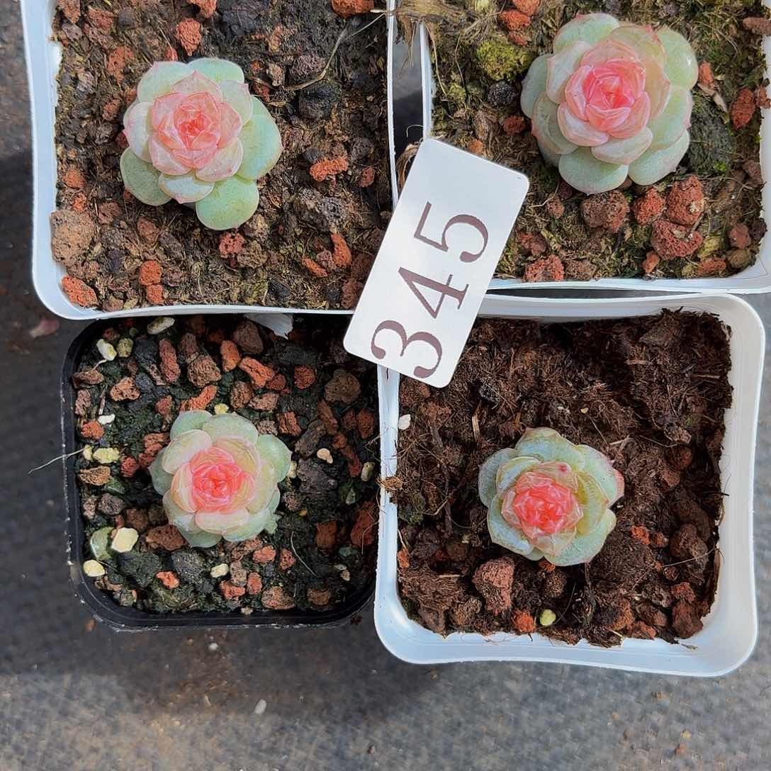 z****n多肉植物多肉植物345