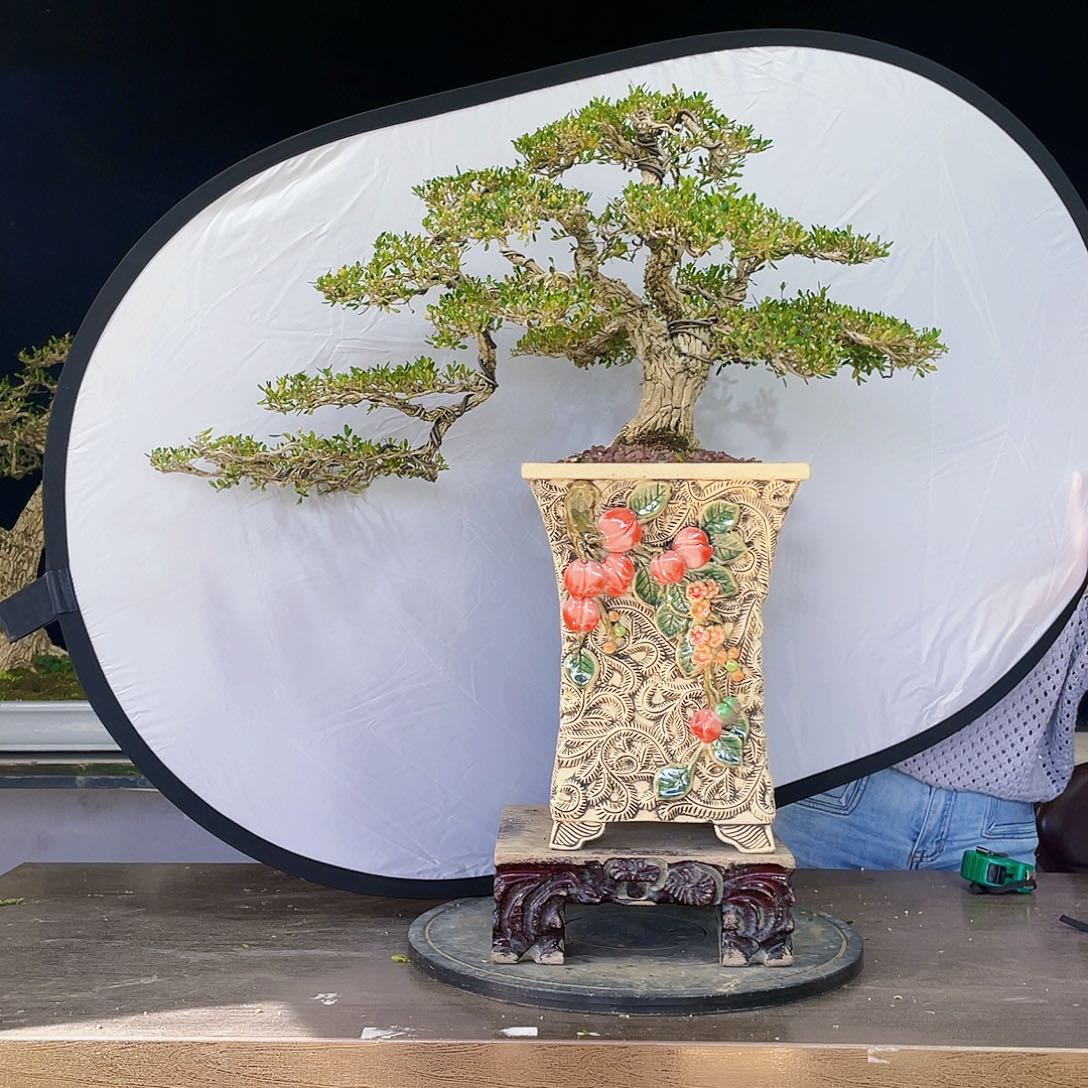 完全开放?*?黄杨盆景四季常青