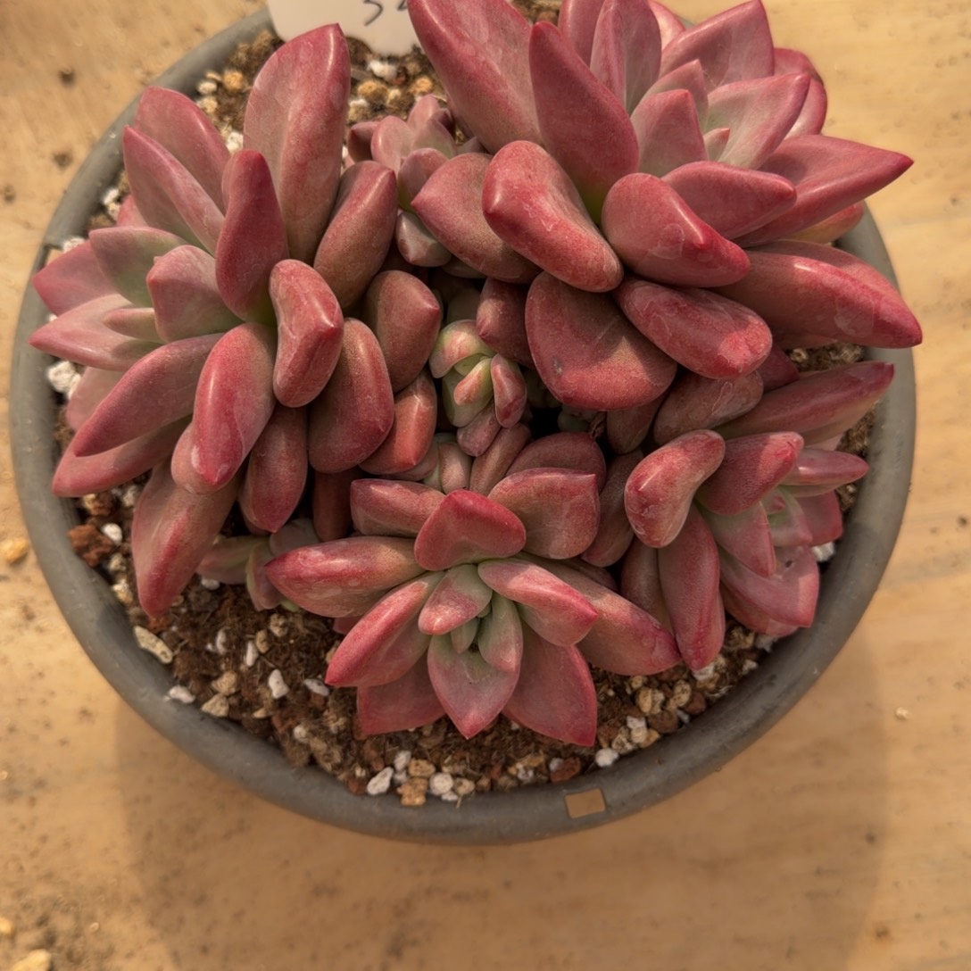 用***8一物一拍赫菲斯托32