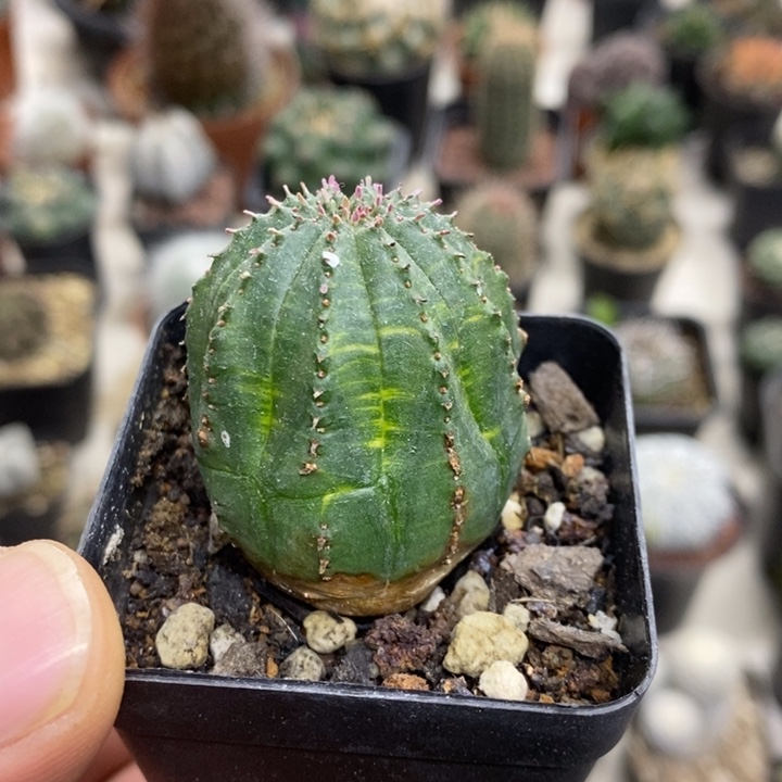 泰布锦特价福利特价