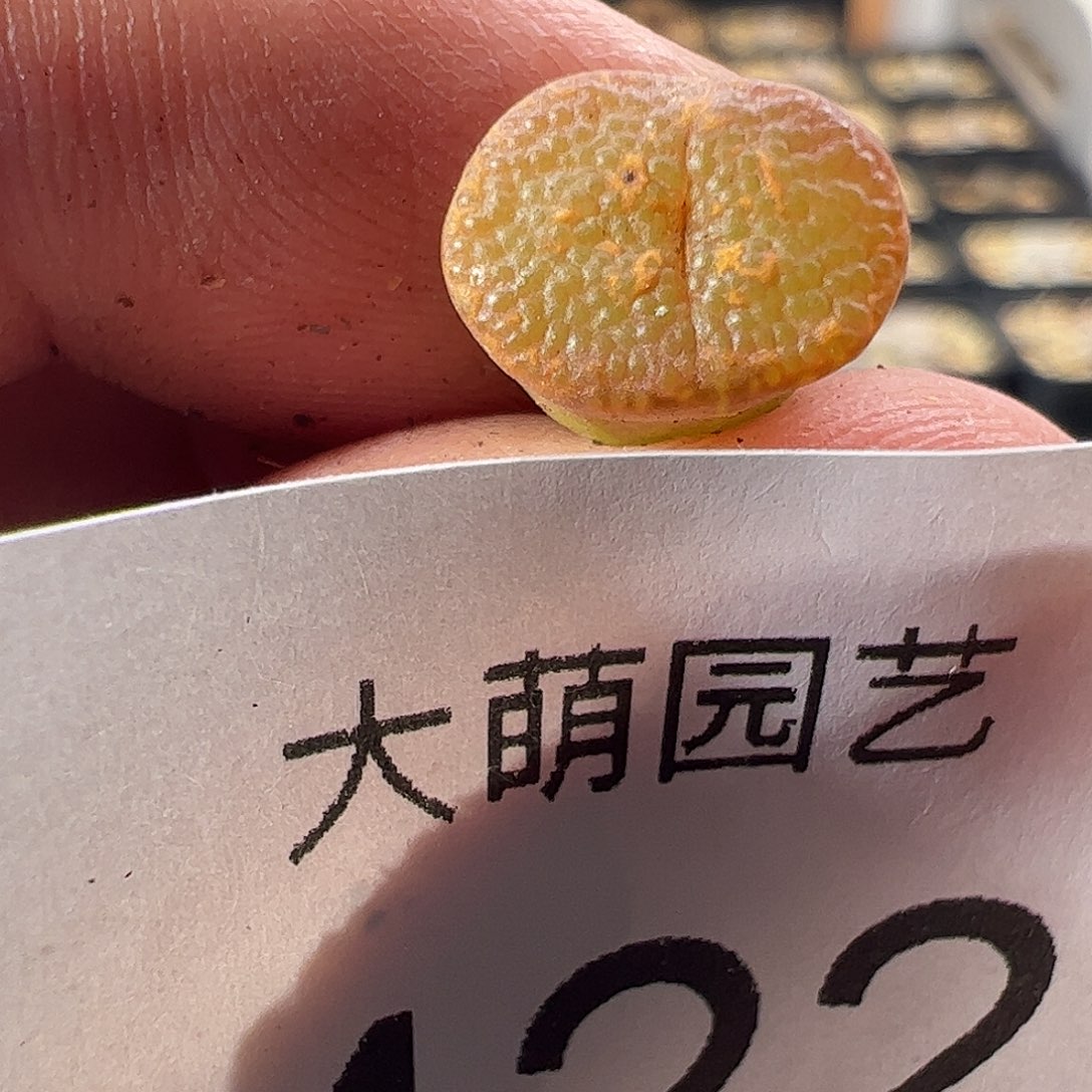 一物一拍。      422