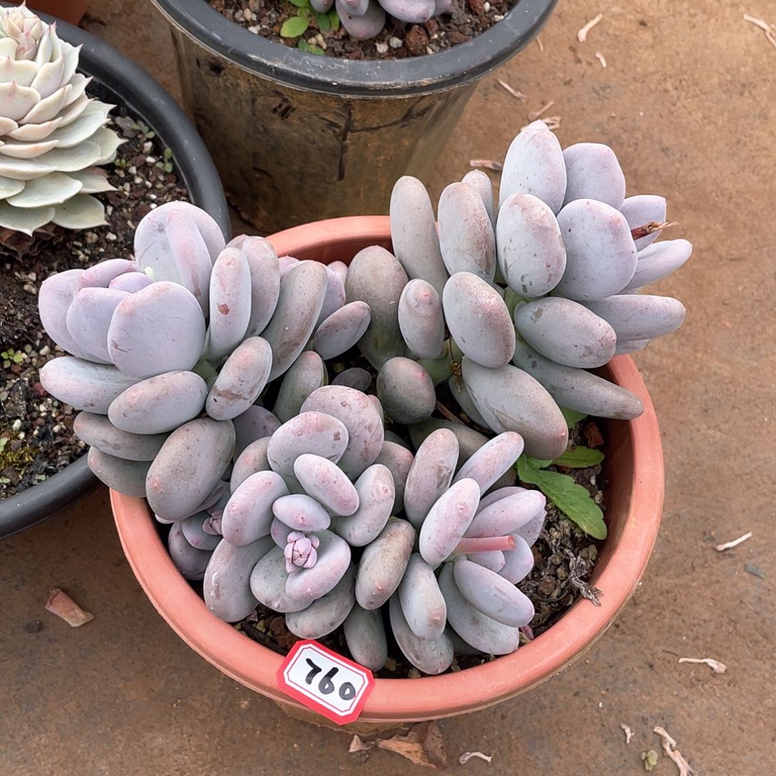 760大叶奶一物一拍多肉