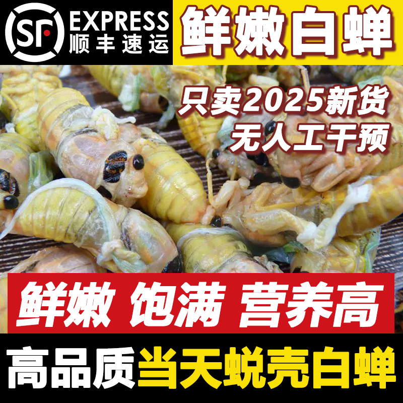 【山东梨园大白蝉】2025脱壳知了猴新鲜蝉蛹银蝉活体速冻嫩