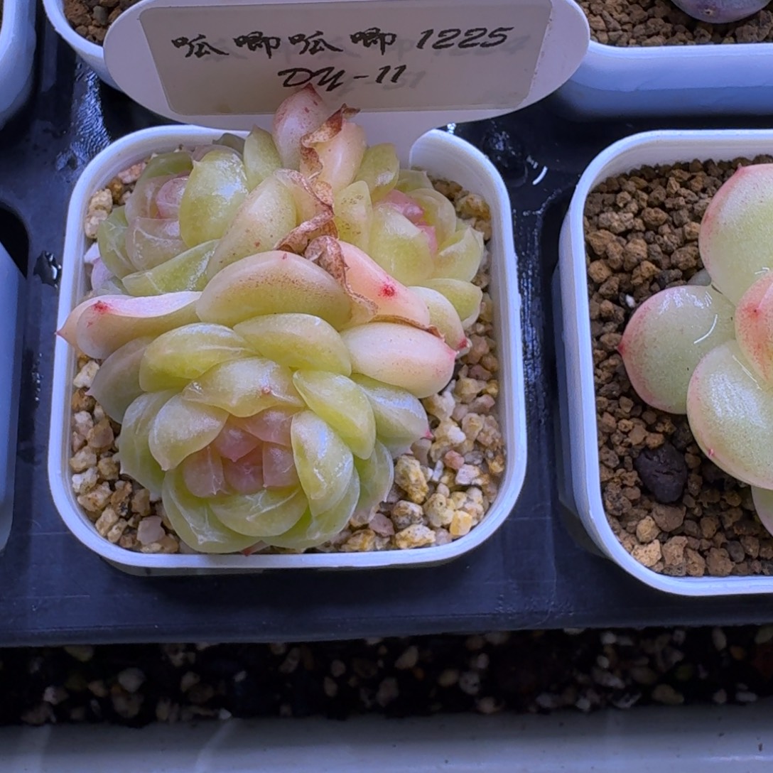 沉***川1225-11-宜修三头一颗多肉