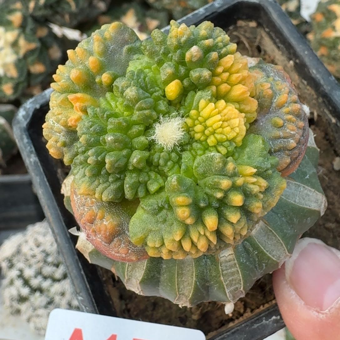 【闪购商品】炸尤哥斯拉散斑锦154