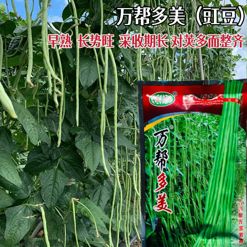 多美豇豆种子翠绿长豆角种籽耐高温厚肉油绿色豇豆高产大田基地种