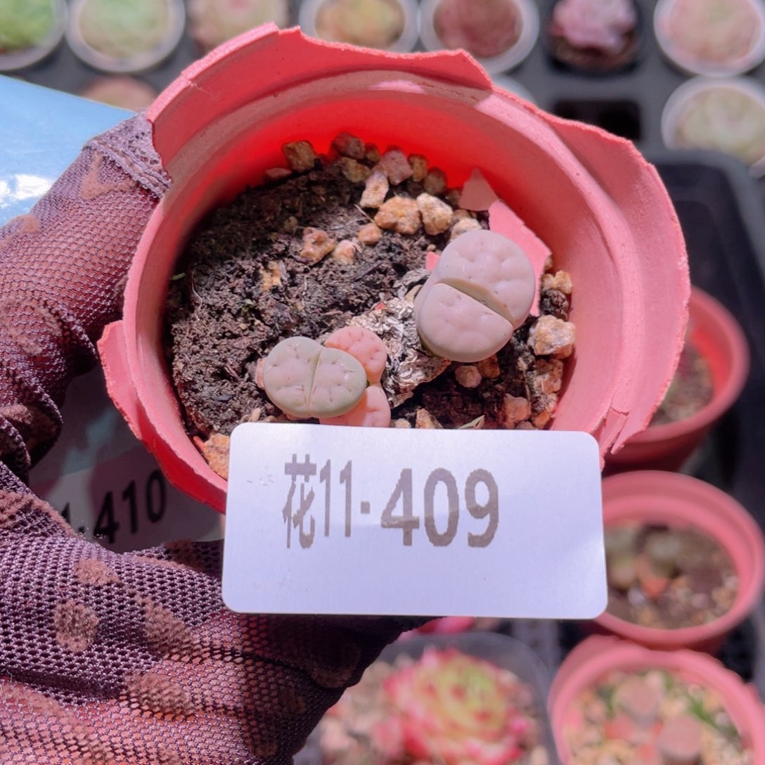 花利美11-409生石花