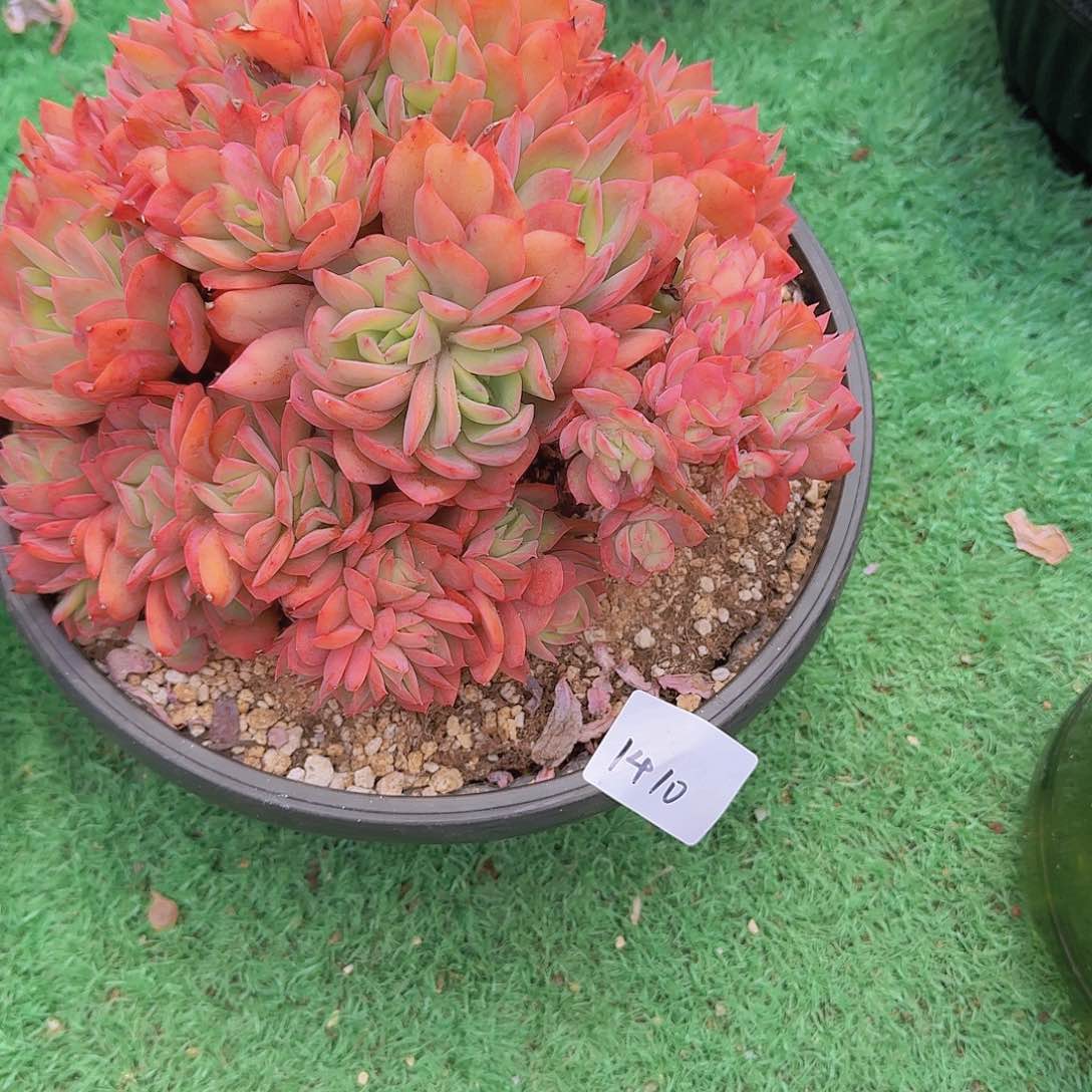 快****01410绮罗多肉植物