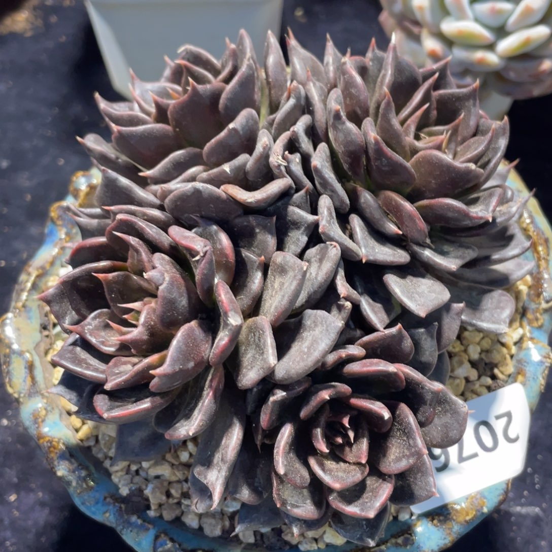 2076黑王子群生多肉植物