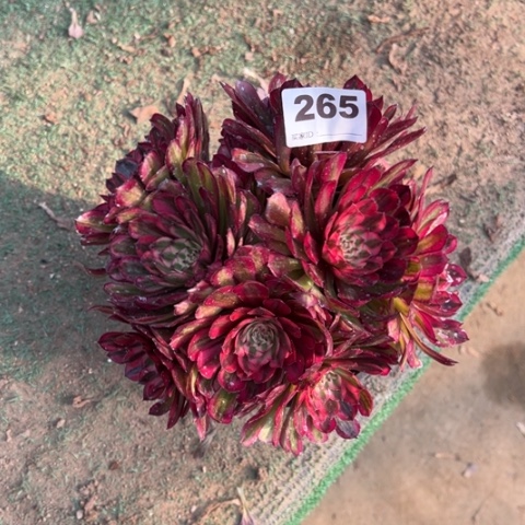 265白月光朵朵多肉，