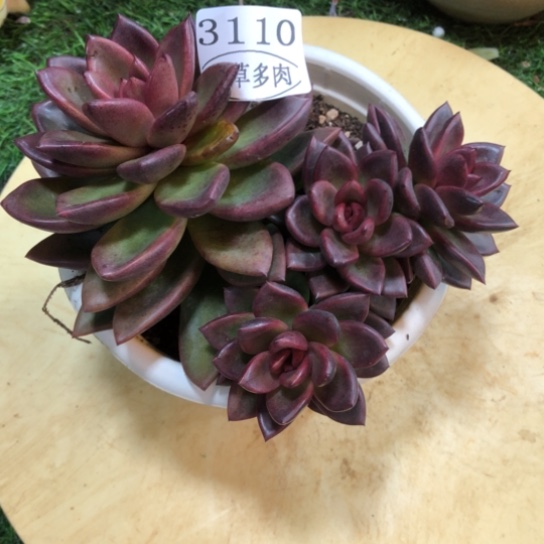 丰沛玫瑰，3110，一物一拍