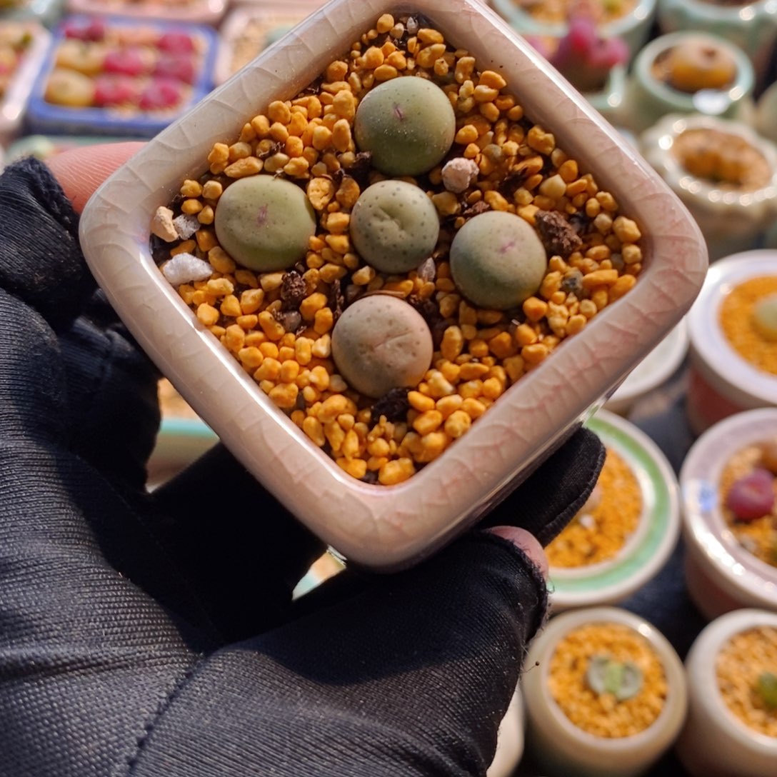 7501--一物一拍 带盆