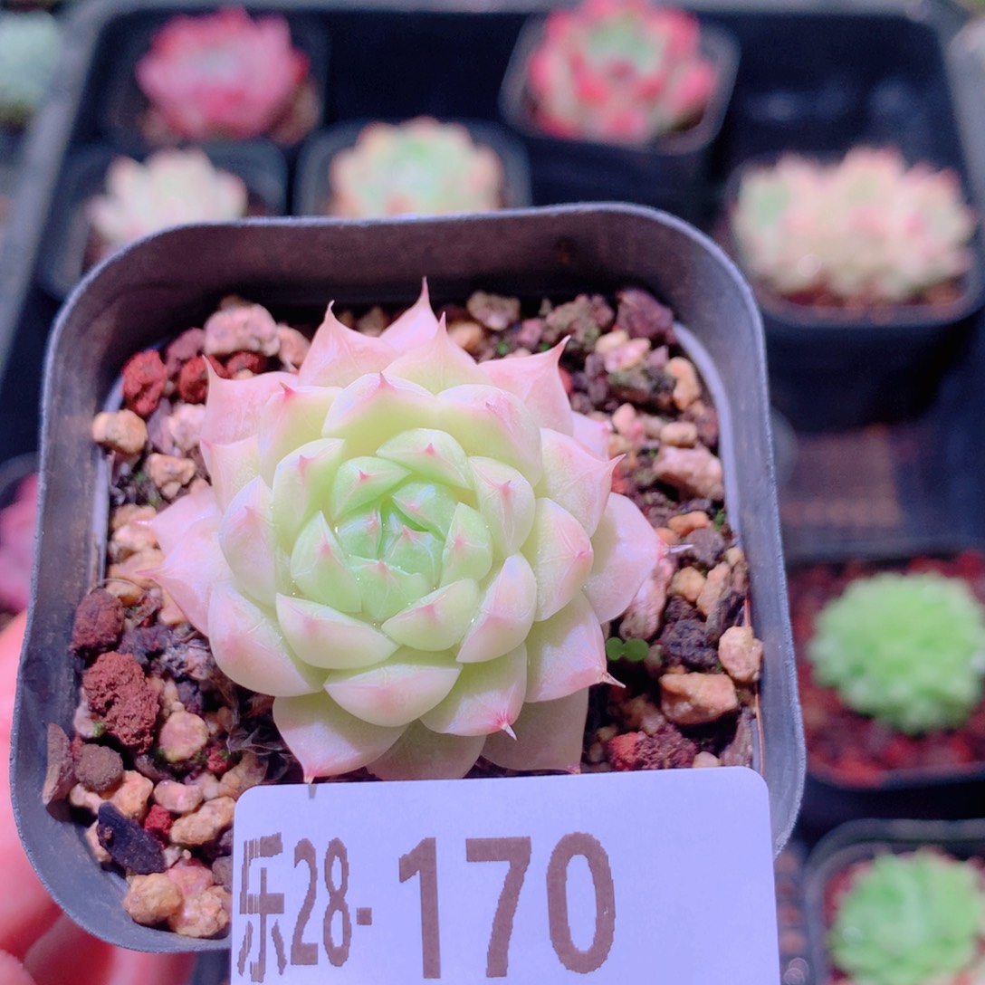 乐然28-170 清浅单头 