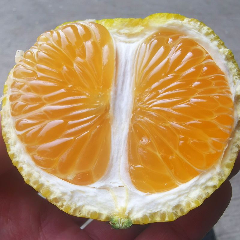 应季水果甜心桔柚新鲜采摘薄皮香甜5斤装果园现摘现发