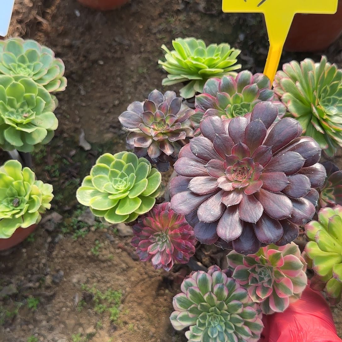 4301++嫁接的各种各样