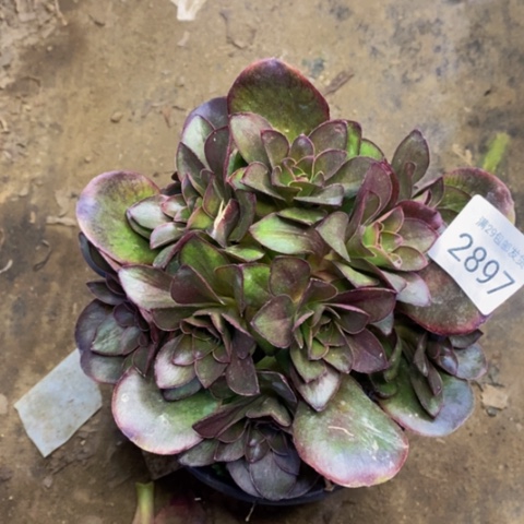 魅金玫瑰多肉植物2897