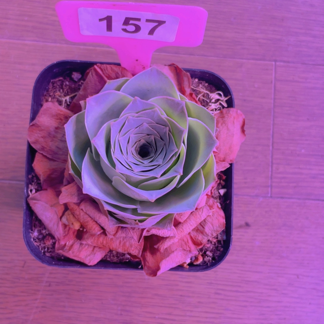 单品一物一拍157号