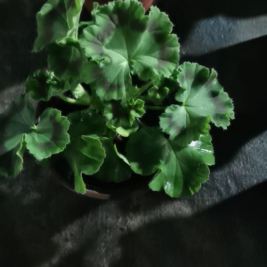 当前无花栽培后可以开花格蕾丝公主