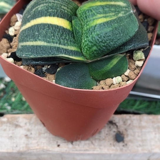 蜗牛锦带盆发货哈哈哈