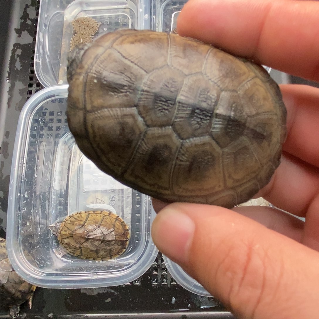 云***生绿毛龟母西飞的时候我就在