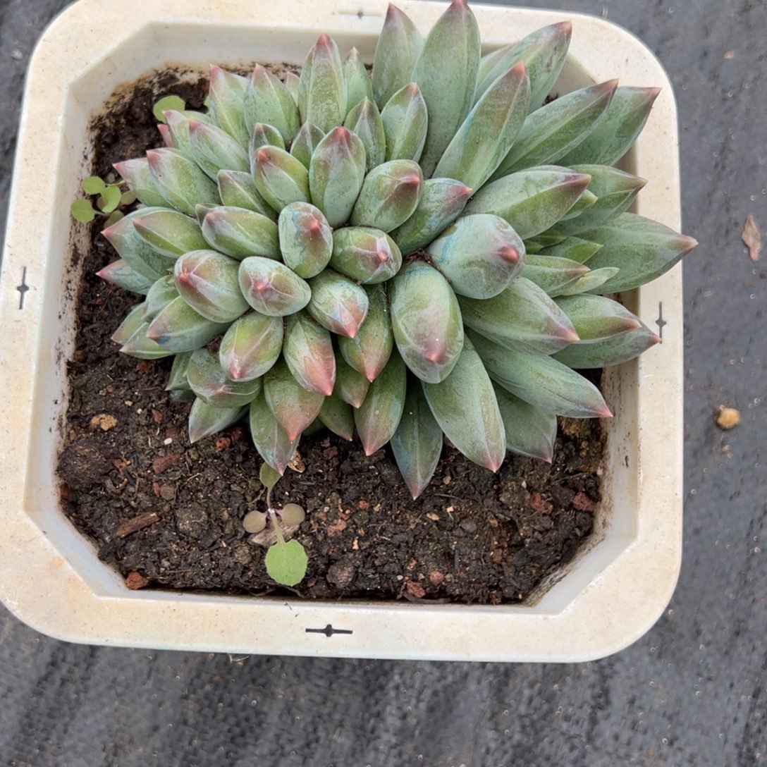 可***丽重楼多肉一物一拍美人