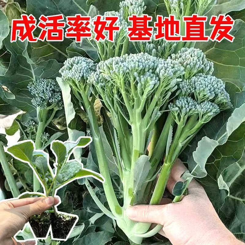 西兰苔苗秧苗芥蓝芥兰四季菜苔蔬菜种苗菜心秧苔菜西兰花秋天秋季