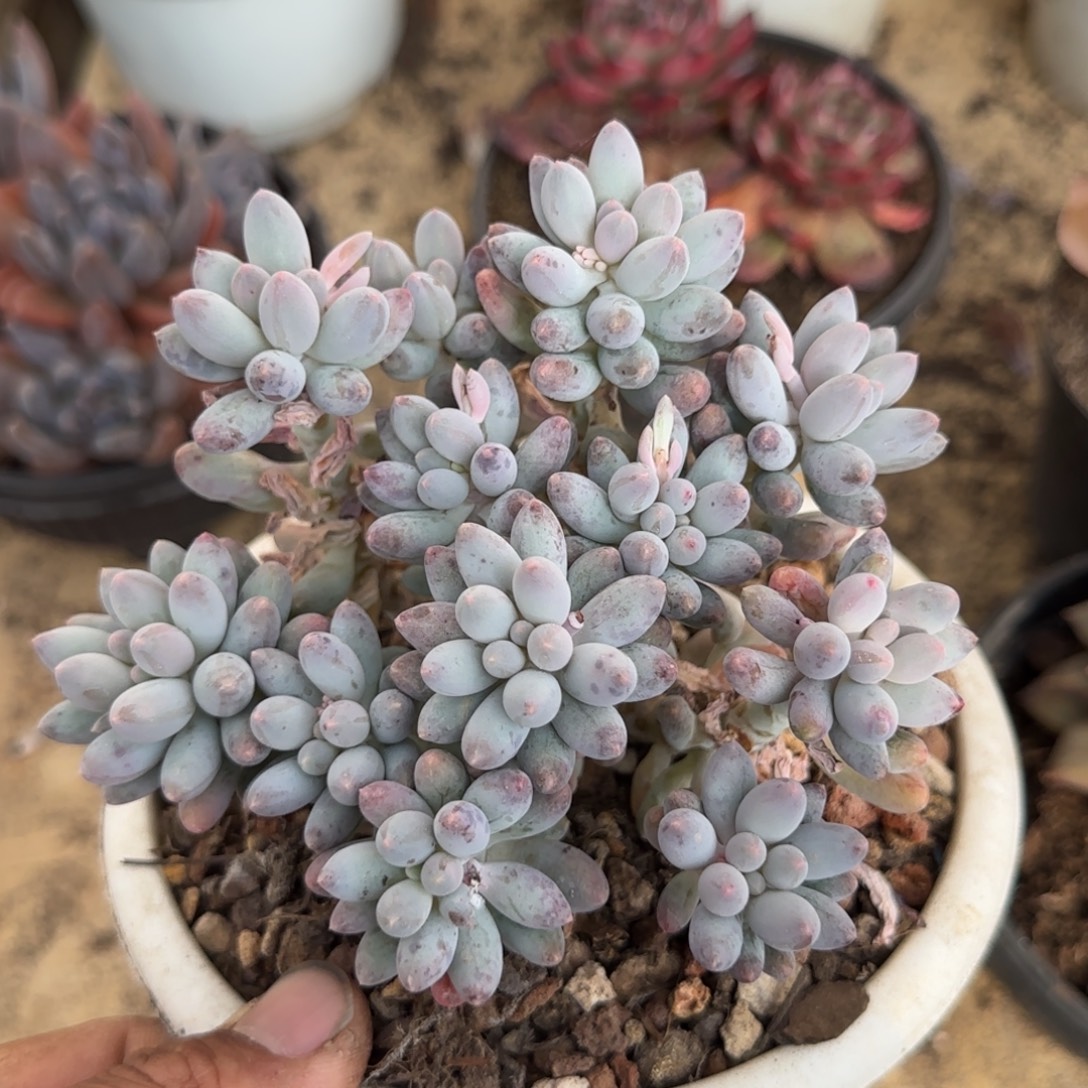 手指多肉植物多肉