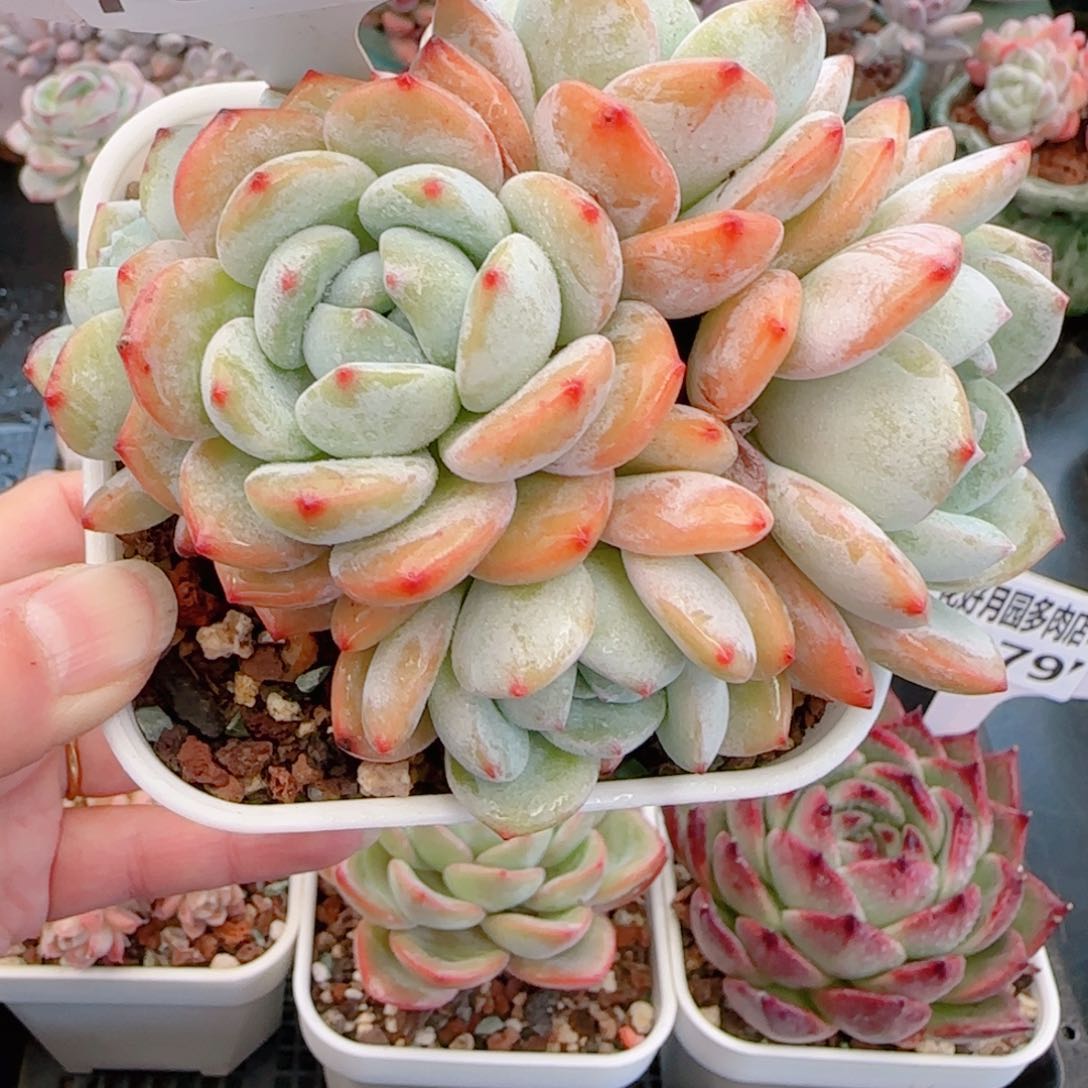 多肉植物7881………………