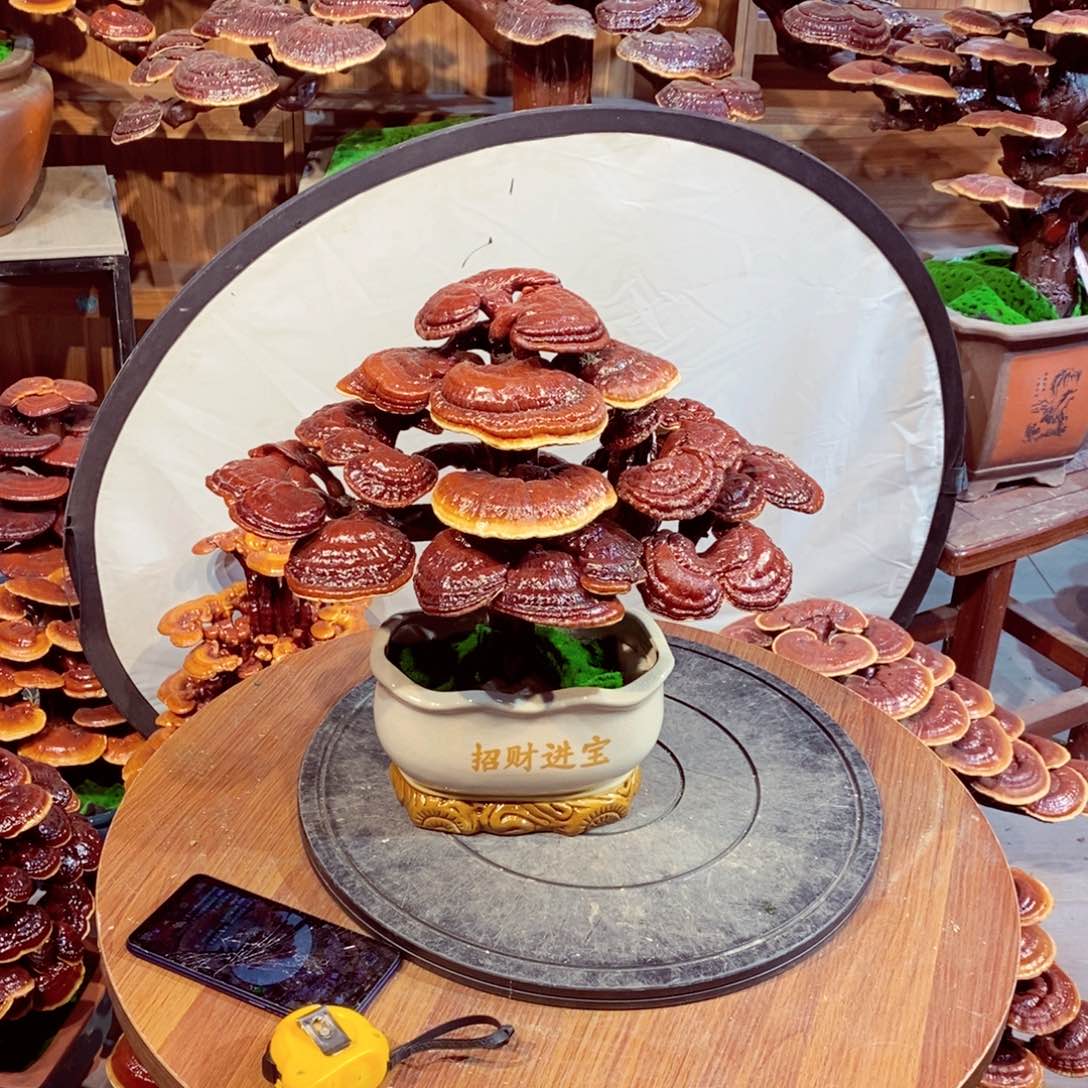 发财树发财树发财树