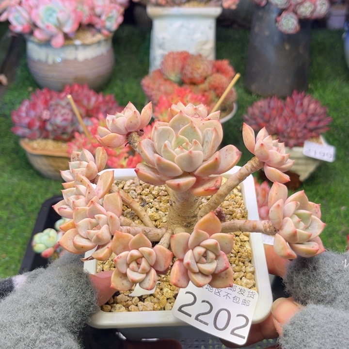 大2202，zbxbxbvhhnj