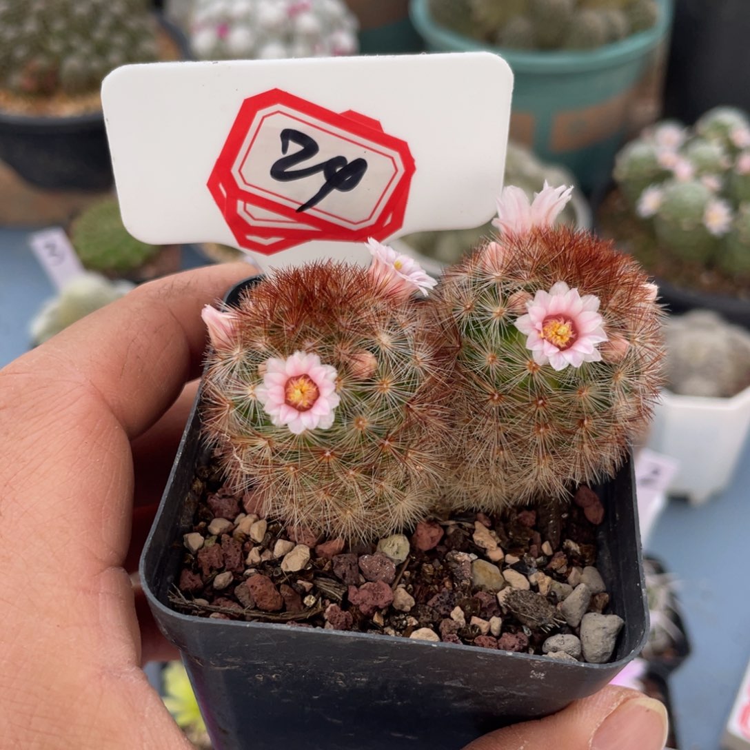 逆****24往事多肉园仙人球