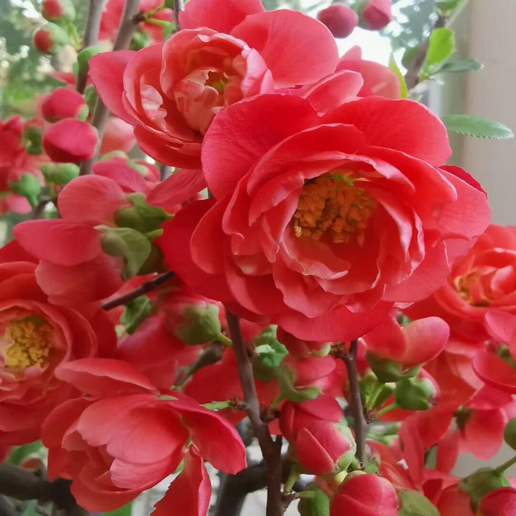 重瓣海棠花贴梗海棠盆栽绿植盆栽适合室内外种植耐寒花卉盆景