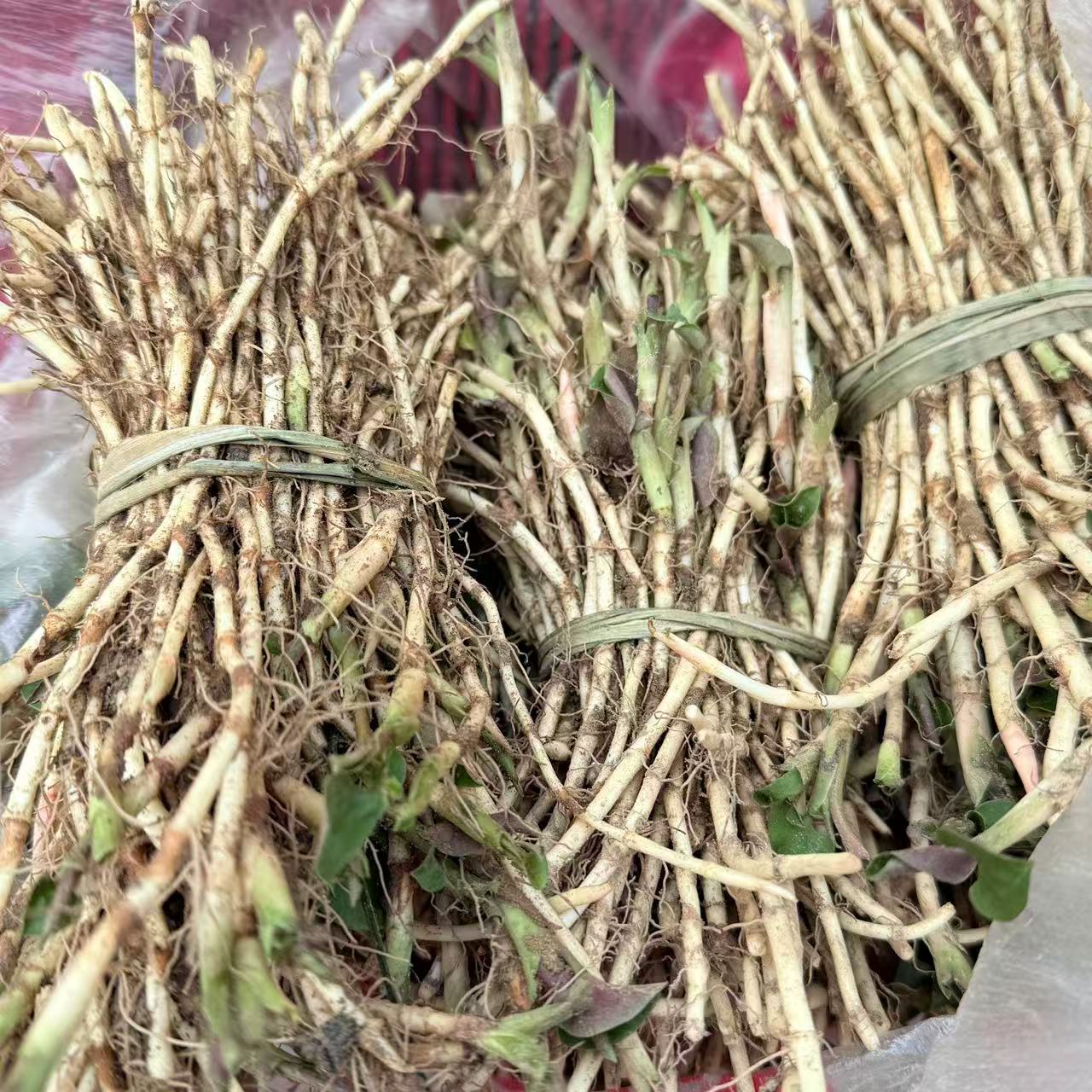 【百】新鲜现挖带泥 鱼腥草 折耳根 可凉拌 四川特产蔬菜 带泥发货