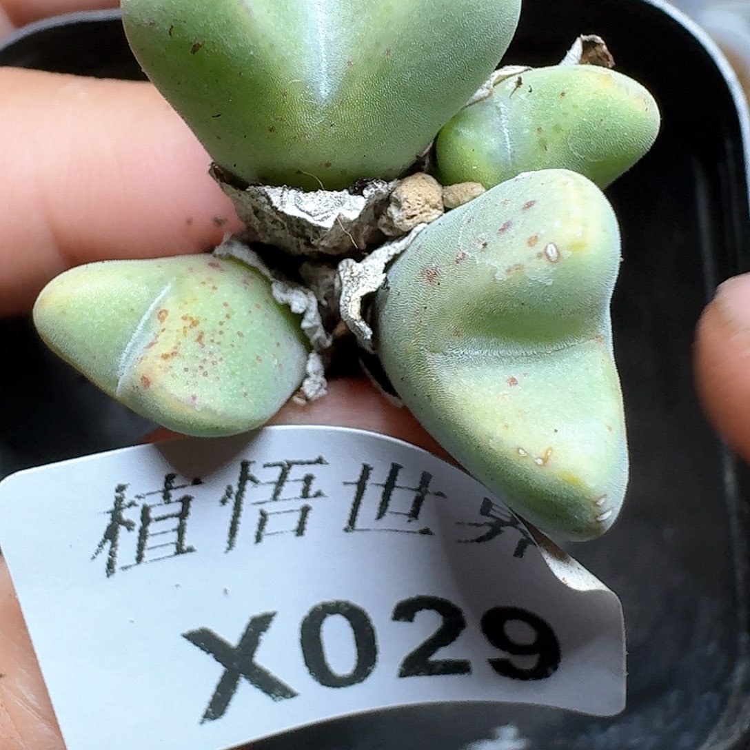 029盒多肉植物哇f h