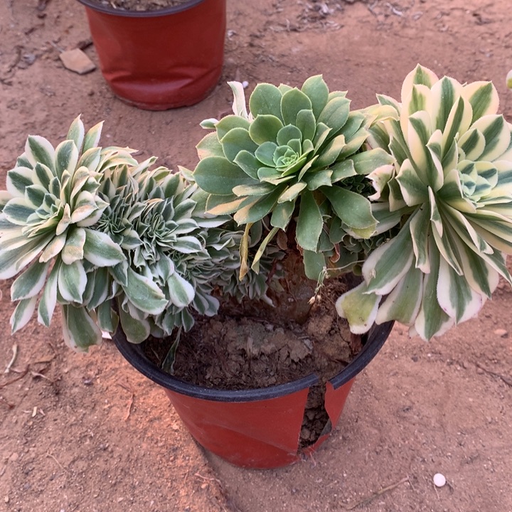 迈巴赫缀老桩003多肉植物