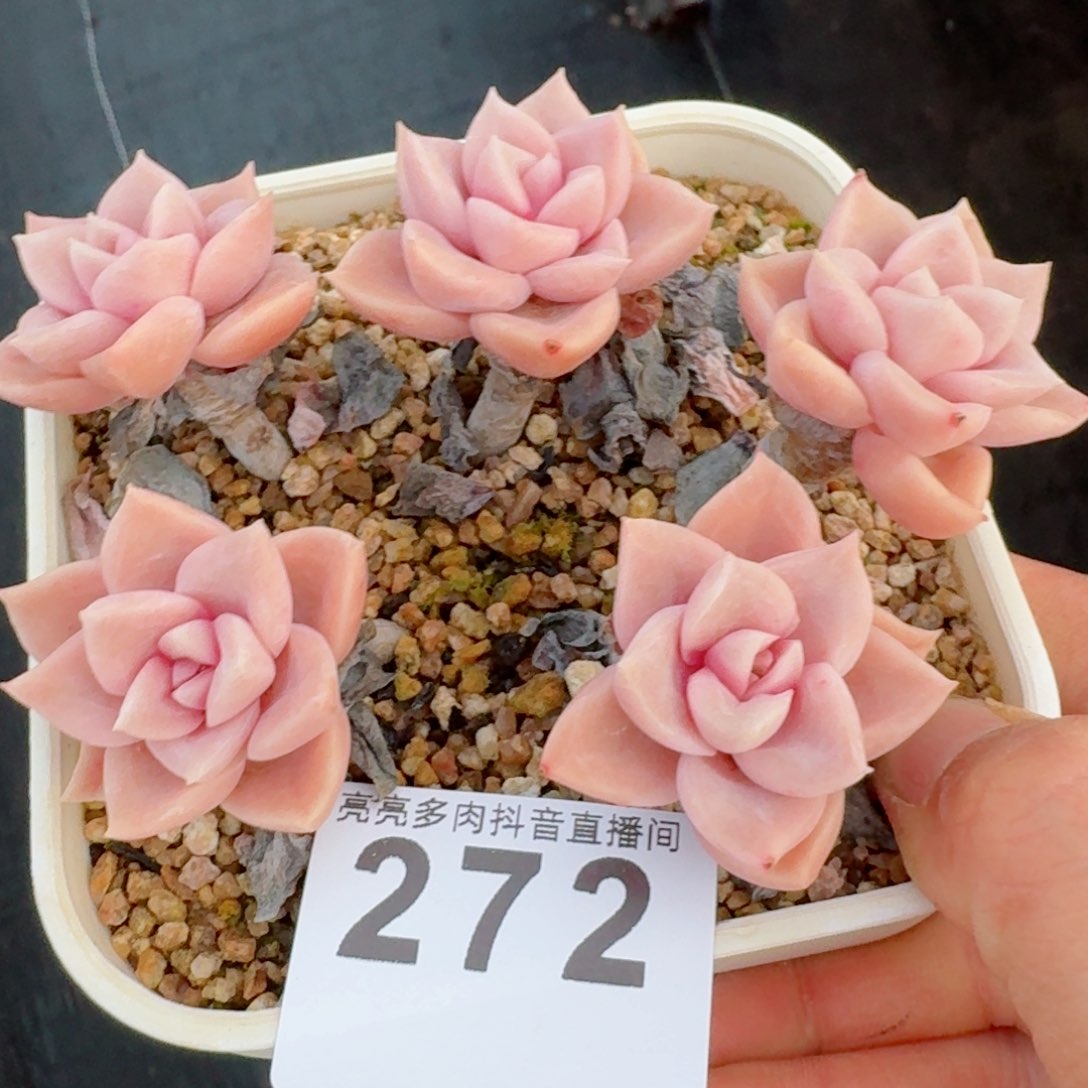 哈莉沃森         多肉植物