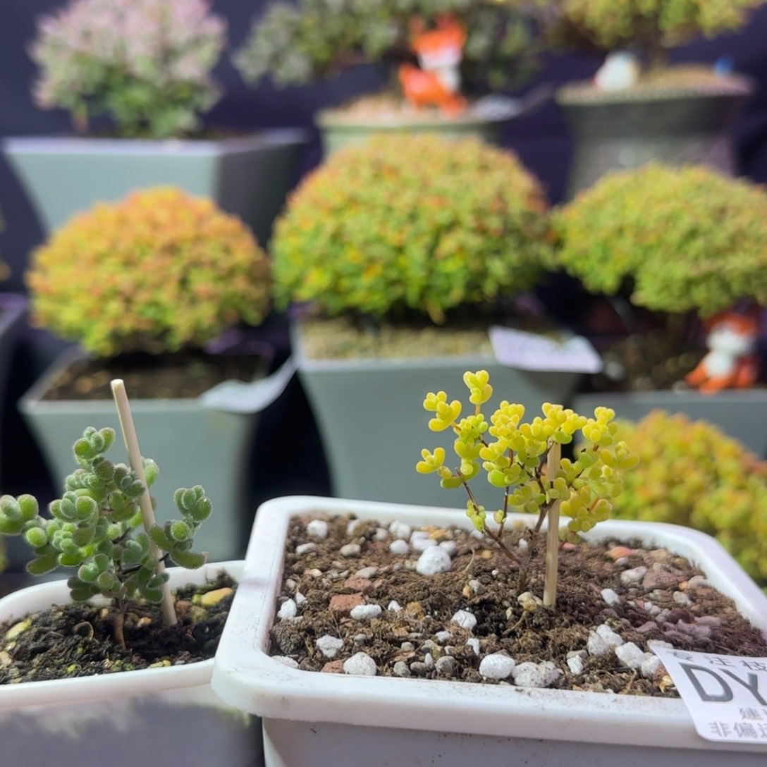 dy1318和1313莱斯来钱两颗