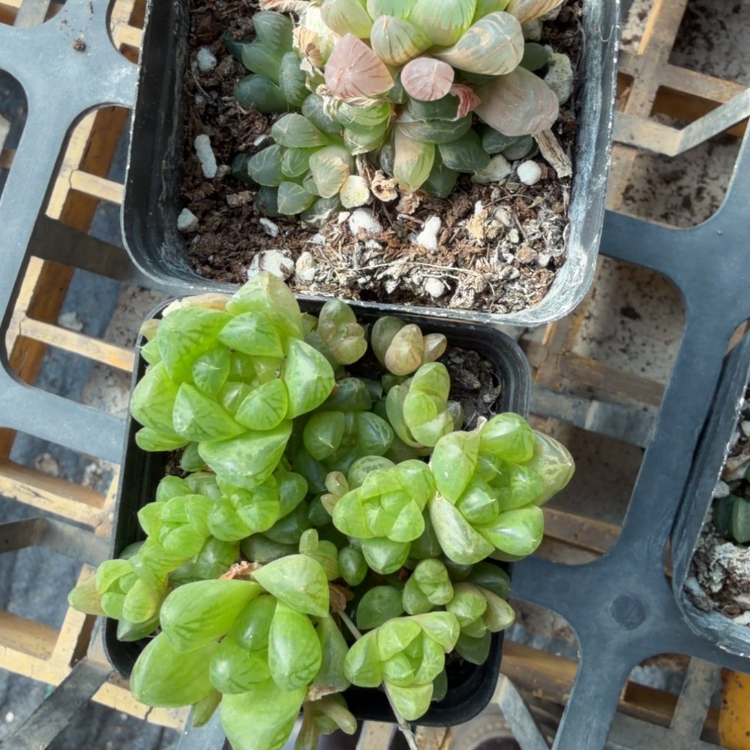 ****鱼闪电购卉园多肉植物