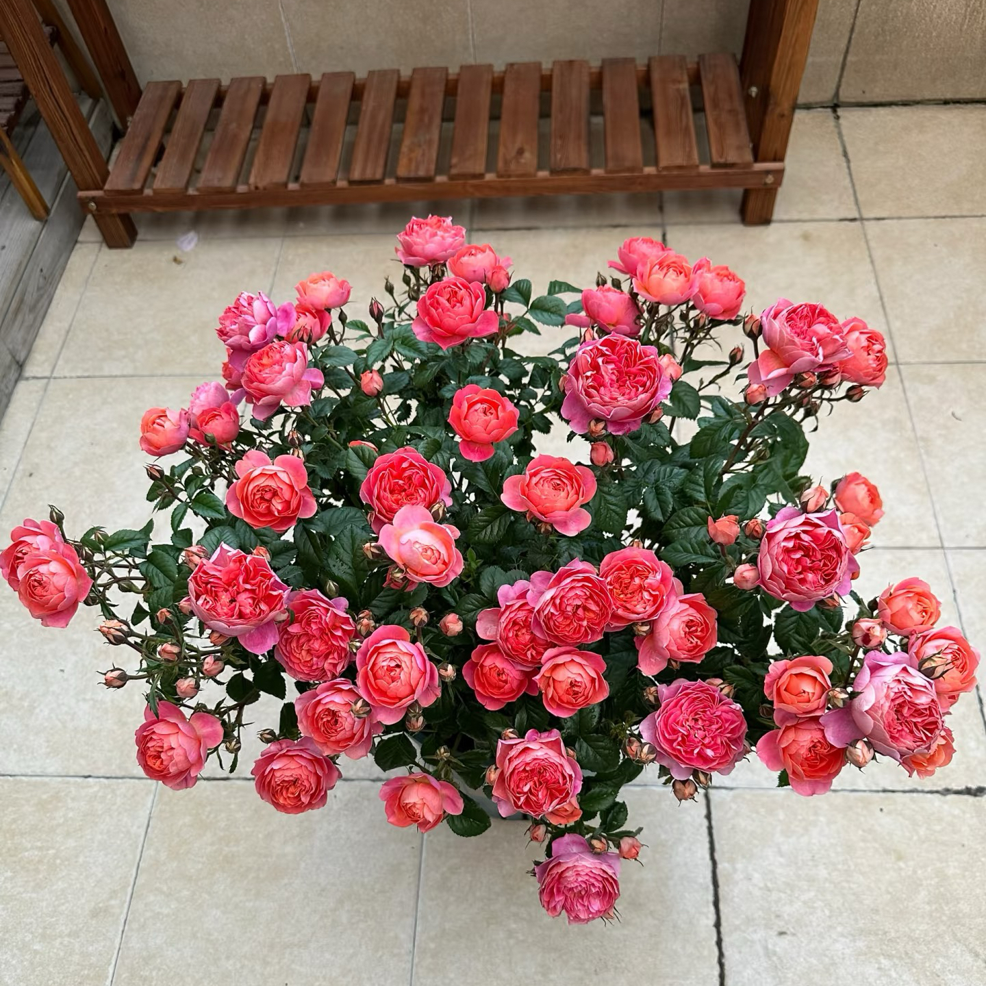 【红果汁】多季节重复开花分枝多盆栽地栽抗病能力强好养护易成活
