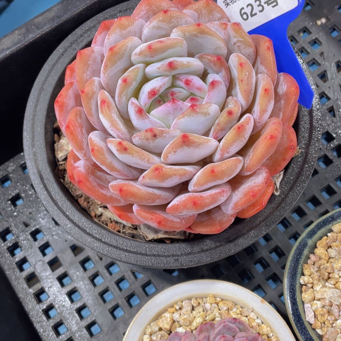 623号母本大单头韩橙