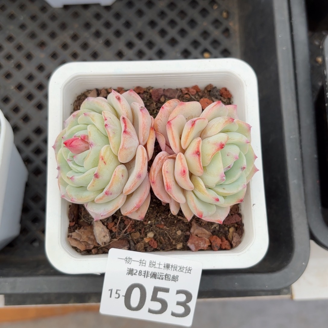 勃朗峰老桩多肉多肉