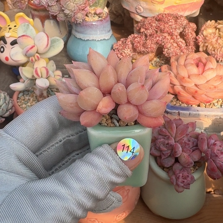 114 多肉含盆土 30元包邮 除偏远